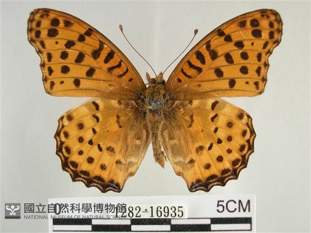 斐豹蛺蝶藏品圖，第1張