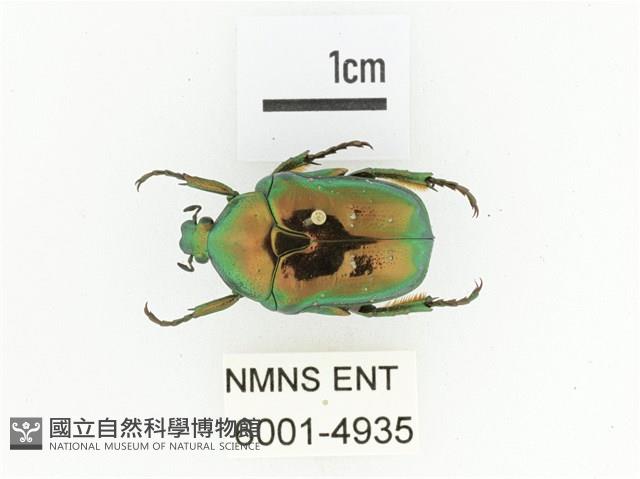 藍艷白點花金龜藏品圖，第1張