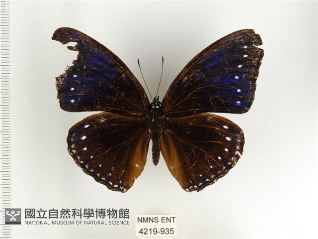 端紫幻蛺蝶藏品圖，第1張