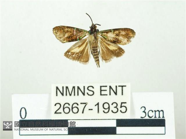 叉紋閃舞蛾藏品圖，第1張