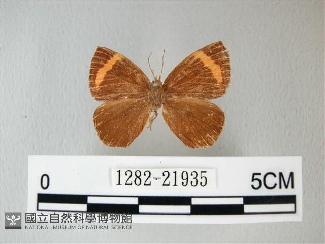 帶錨紋蛾藏品圖，第1張