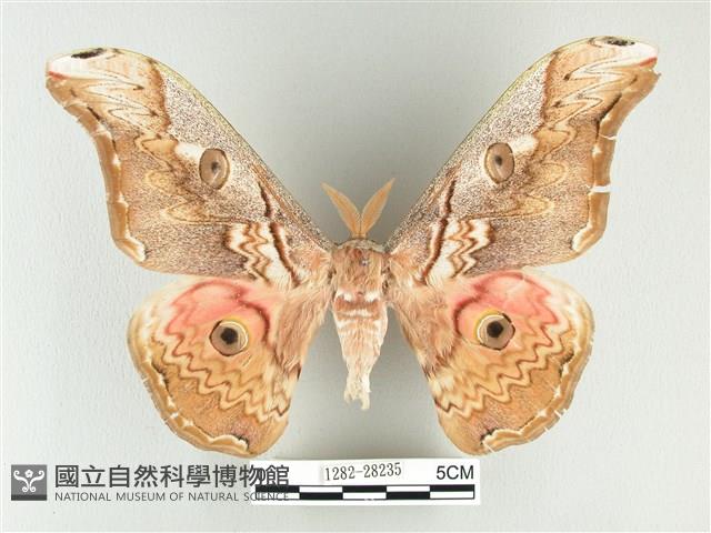 大綠目天蠶蛾藏品圖，第1張