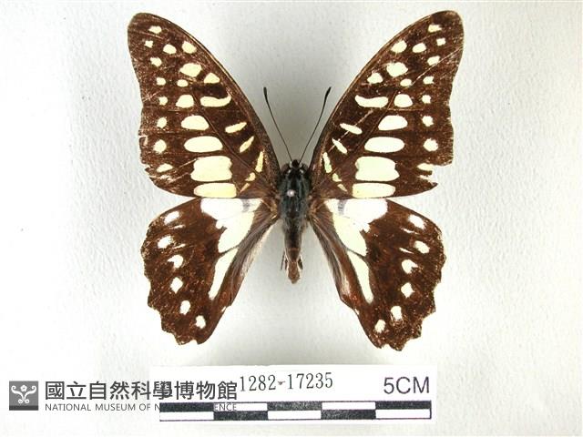 木蘭青鳳蝶藏品圖，第1張