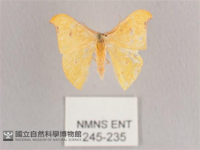 彎黑黃鉤蛾藏品圖，第1張