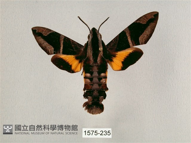 背帶長喙天蛾藏品圖，第1張