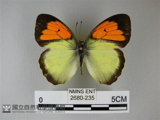 異粉蝶、雌白黃蝶藏品圖，第1張