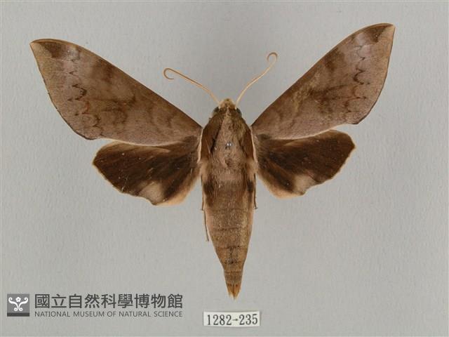 鋸線天蛾藏品圖，第1張