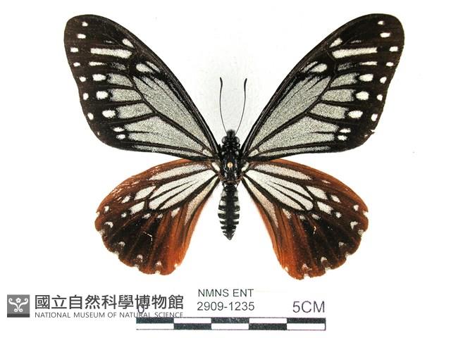 斑鳳蝶藏品圖，第1張