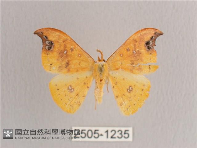 銀斑黃鉤蛾藏品圖，第1張