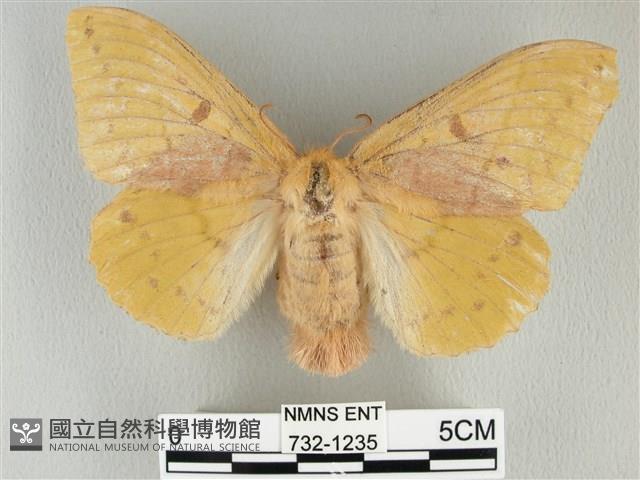 青枯葉蛾藏品圖，第1張