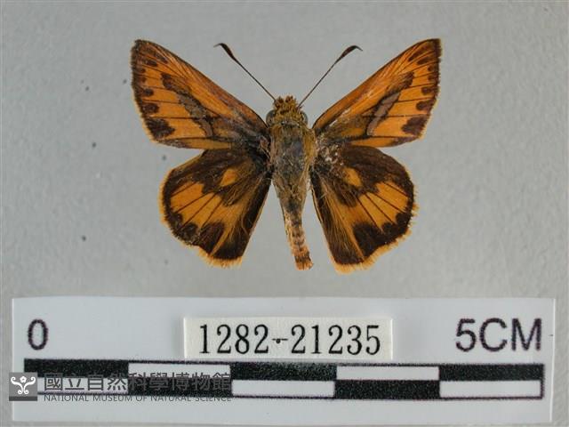 竹橙斑弄蝶藏品圖，第1張