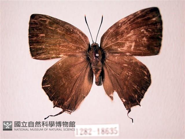 臺灣洒灰蝶藏品圖，第1張