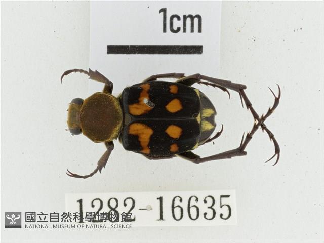 黃肩長腳花金龜藏品圖，第1張