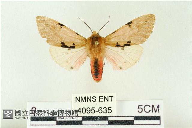 棍棒污燈蛾藏品圖，第1張