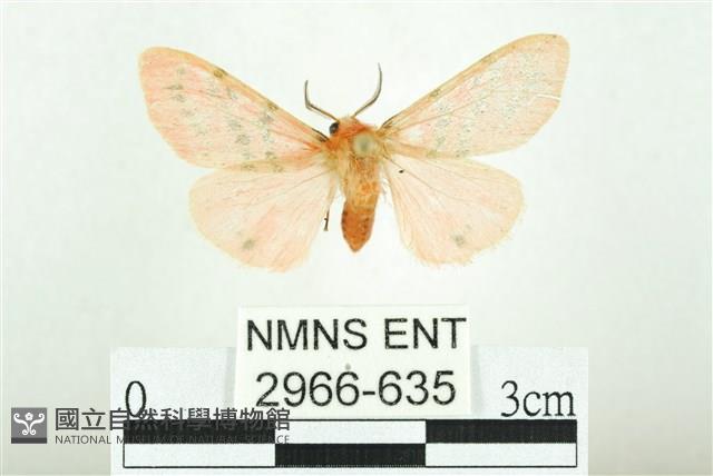 三條橙燈蛾藏品圖，第1張