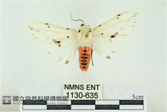 菊池污燈蛾藏品圖，第1張