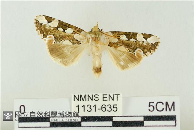 連珠波紋蛾藏品圖，第1張