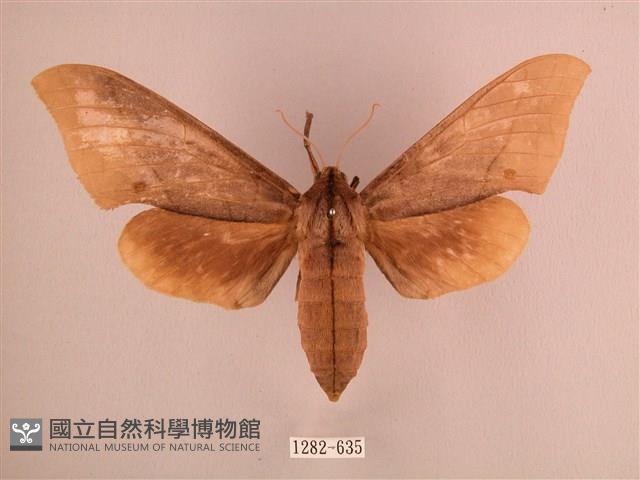 直翅六點天蛾藏品圖，第1張