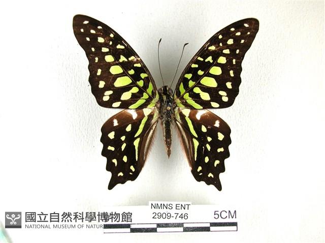 翠斑青鳳蝶藏品圖，第1張