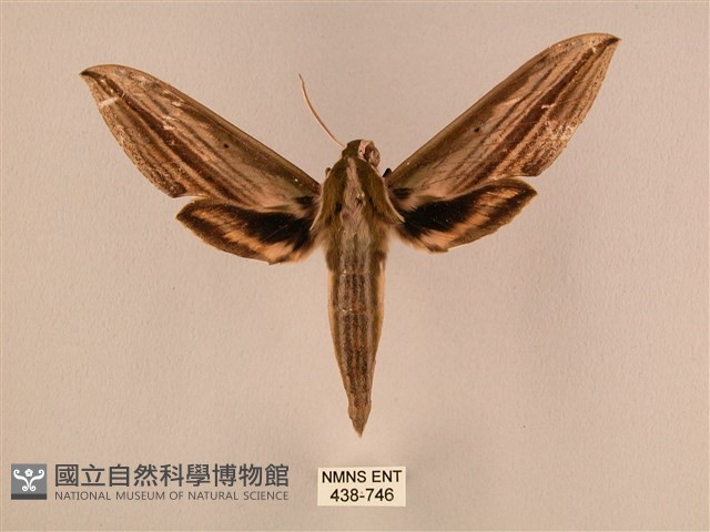 棕綠背線天蛾藏品圖，第1張