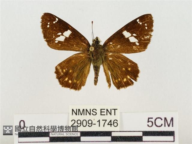 尖翅星弄蝶藏品圖，第1張