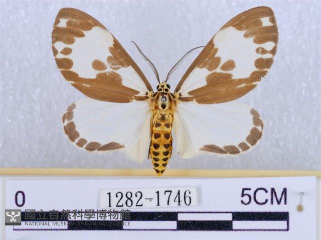 後凸蝶燈蛾藏品圖，第1張