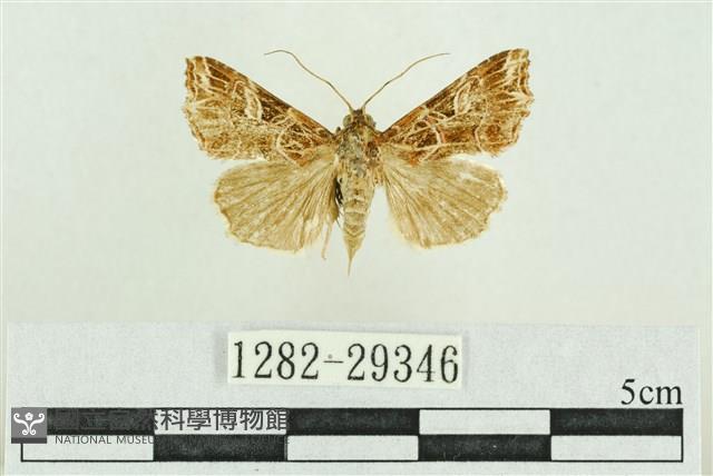 弧角散紋夜蛾藏品圖，第1張