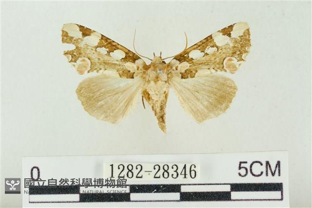 連珠波紋蛾藏品圖，第1張