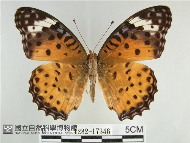 斐豹蛺蝶藏品圖，第1張