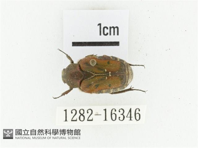 黑斑陷紋金龜藏品圖，第1張