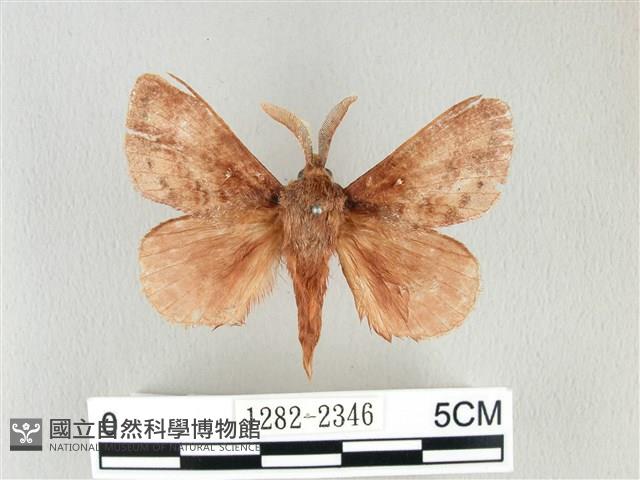 鋸紋枯葉蛾藏品圖，第1張