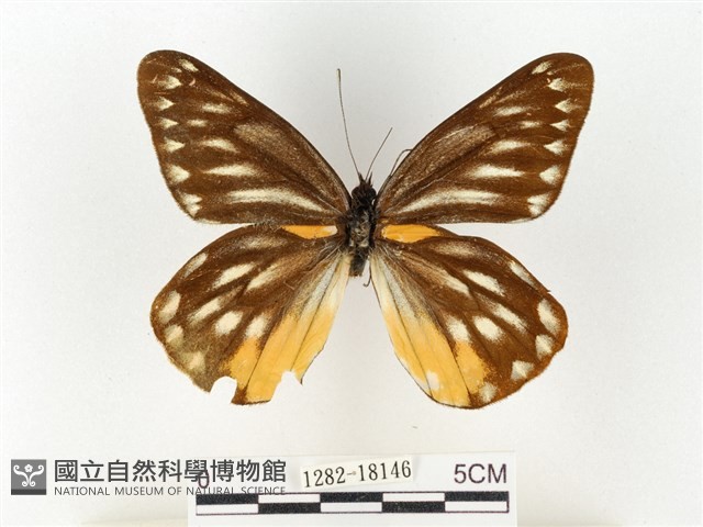 黃裙豔粉蝶藏品圖，第1張