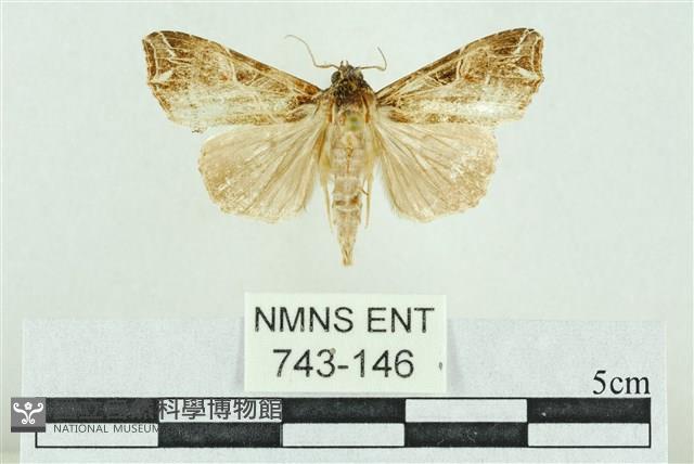 粉紅帶散紋夜蛾藏品圖，第1張