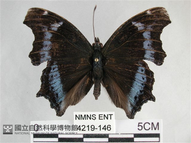 琉璃蛺蝶藏品圖，第1張