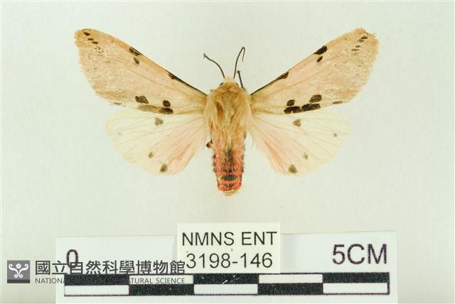 棍棒污燈蛾藏品圖，第1張