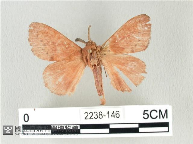 馬尾松枯葉蛾藏品圖，第1張