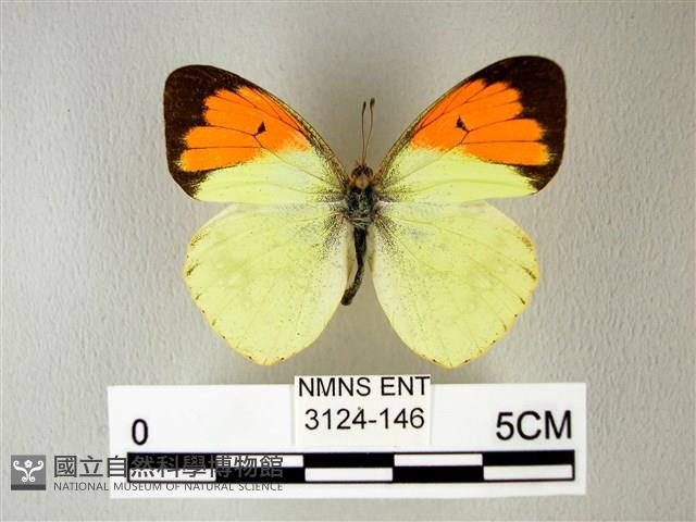 異粉蝶、雌白黃蝶藏品圖，第1張