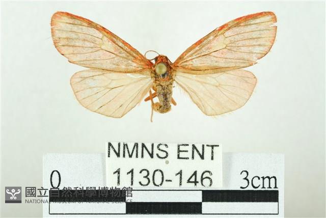 三色豔苔蛾藏品圖，第1張