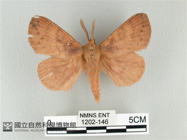 波紋枯葉蛾藏品圖，第1張