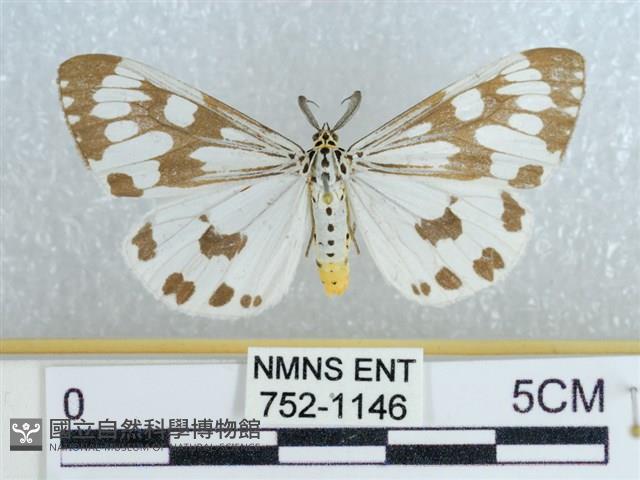 粉蝶燈蛾藏品圖，第1張