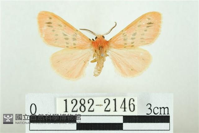 三條橙燈蛾藏品圖，第1張