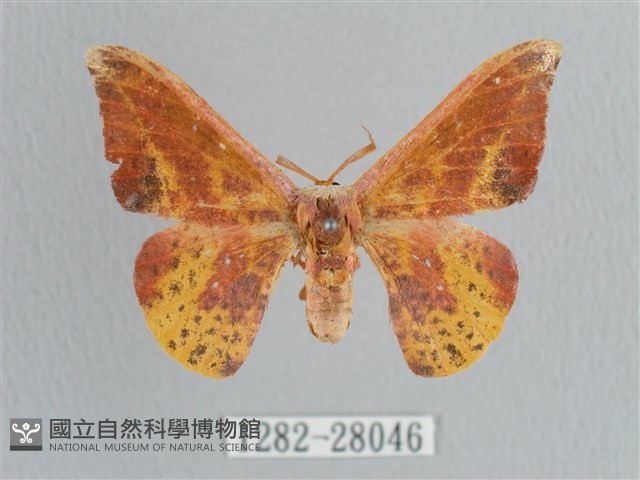 鉛斑帶鉤蛾藏品圖，第1張