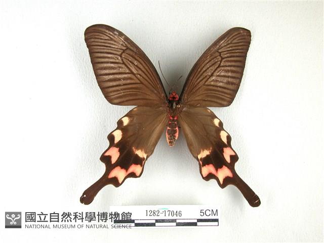 長尾麝鳳蝶藏品圖，第1張