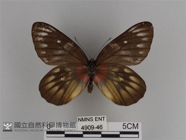 豔粉蝶藏品圖，第1張