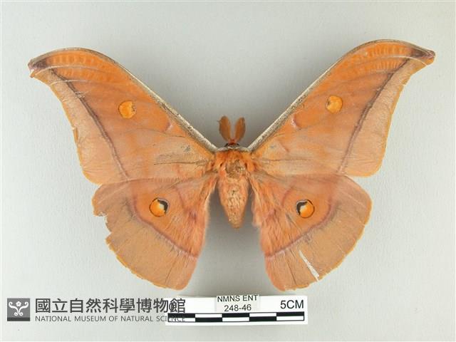 紅目天蠶蛾藏品圖，第1張