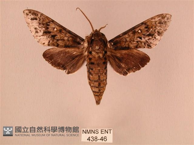 白星天蛾藏品圖，第1張