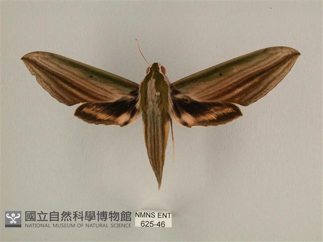 棕綠背線天蛾藏品圖，第1張