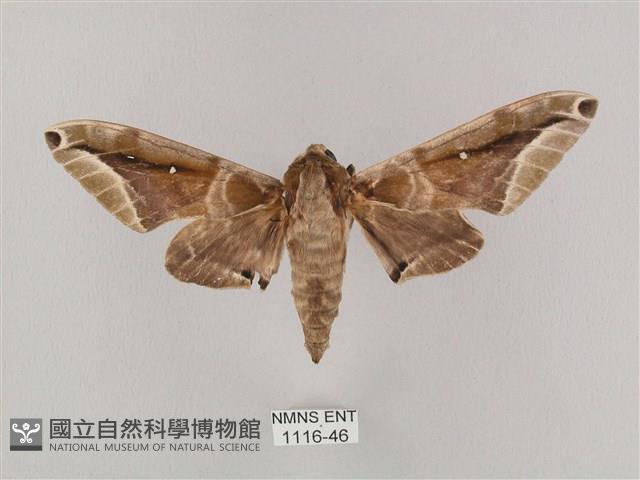 白點天蛾 藏品圖，第1張