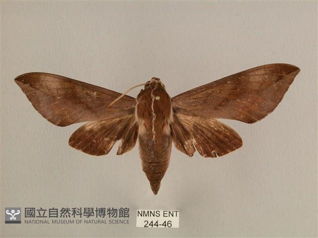 背中白天蛾藏品圖，第1張