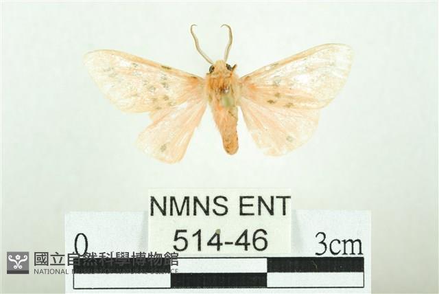 三條橙燈蛾藏品圖，第1張